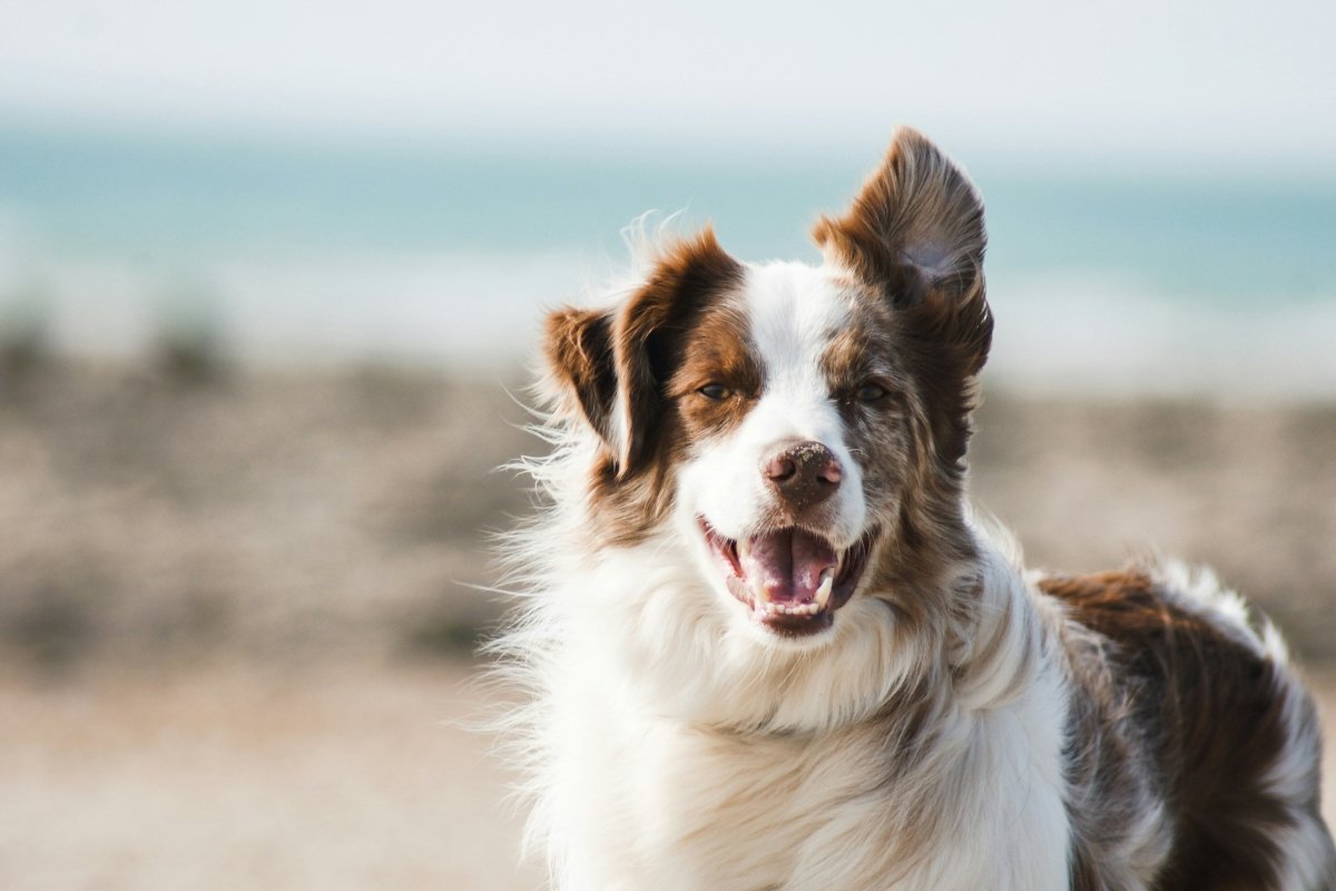 Bravecto Chew vs Spot-On: Which Flea Treatment Is Best for Your Dog? - Pet Supply